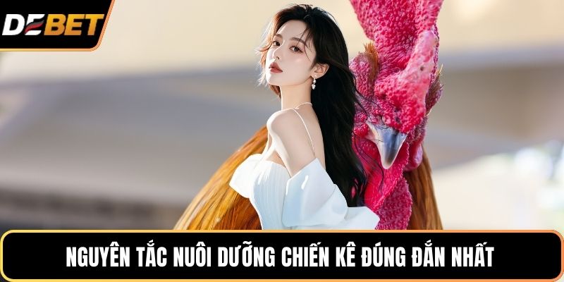Nguyên tắc nuôi dưỡng chiến kê đúng đắn nhất 